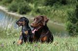 DOBERMANN 1076